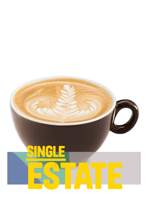Latte Single Estate 16oz
