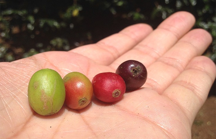 The journey of coffee until it is graded as “specialty coffee”