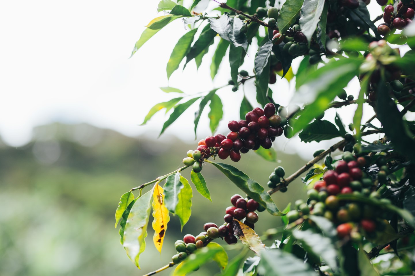 coffee trees