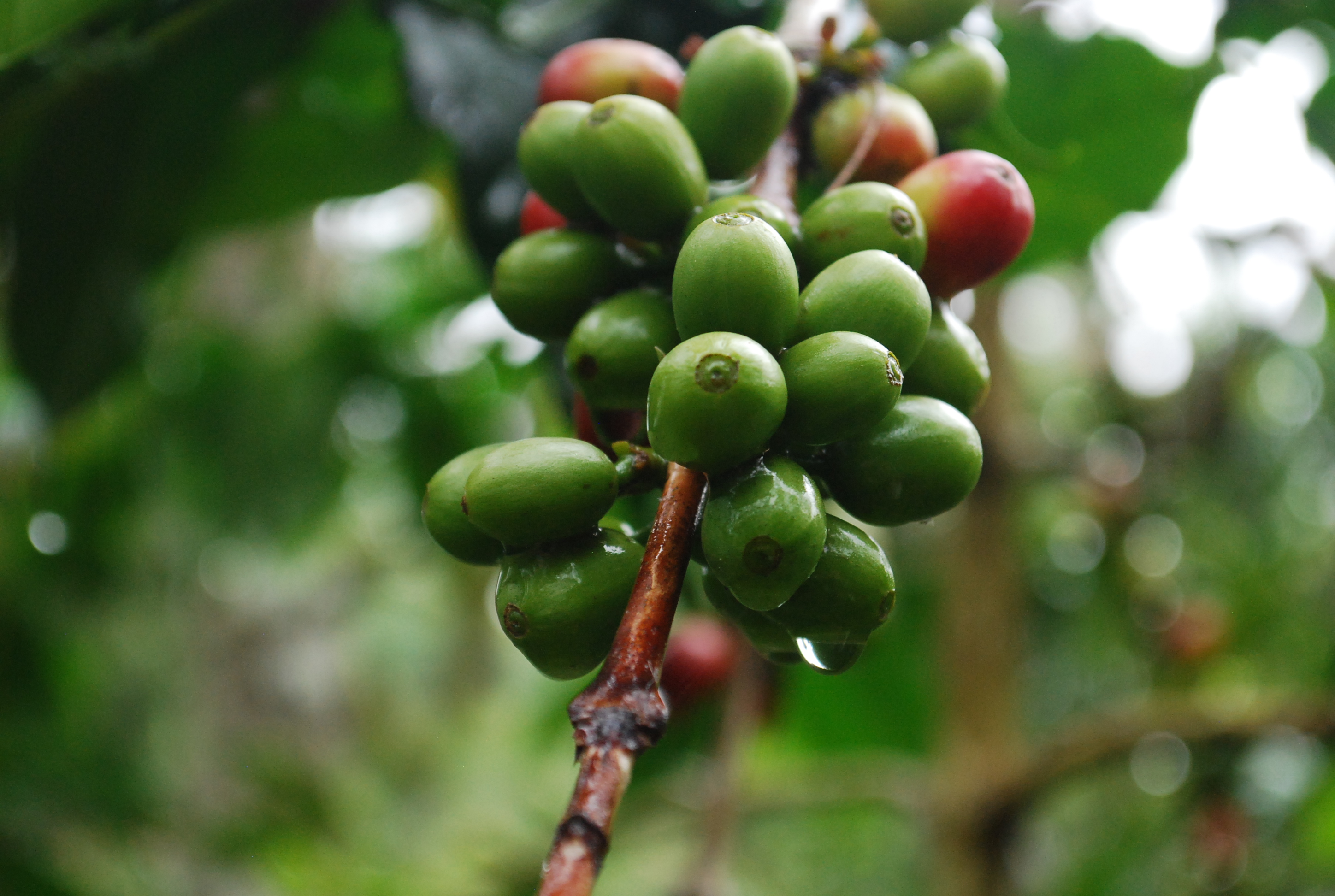 coffee beans