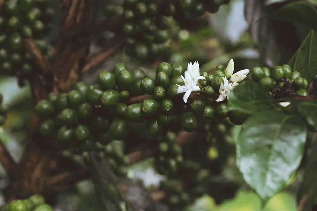 coffee_beans_tree