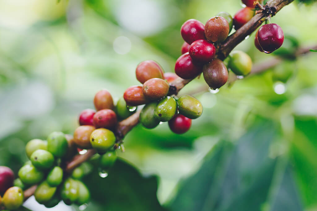 coffee_fruit