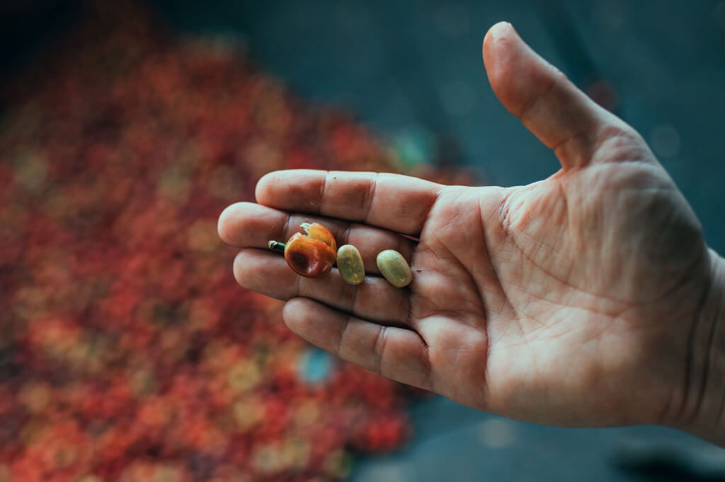 hand_three_coffee_beans