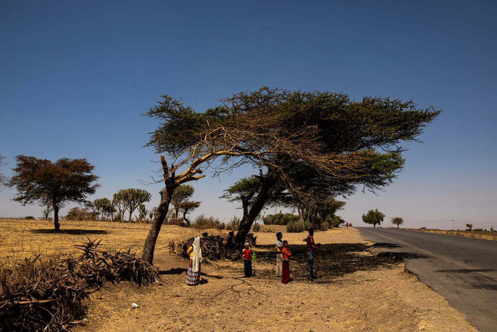 tree_ethiopia