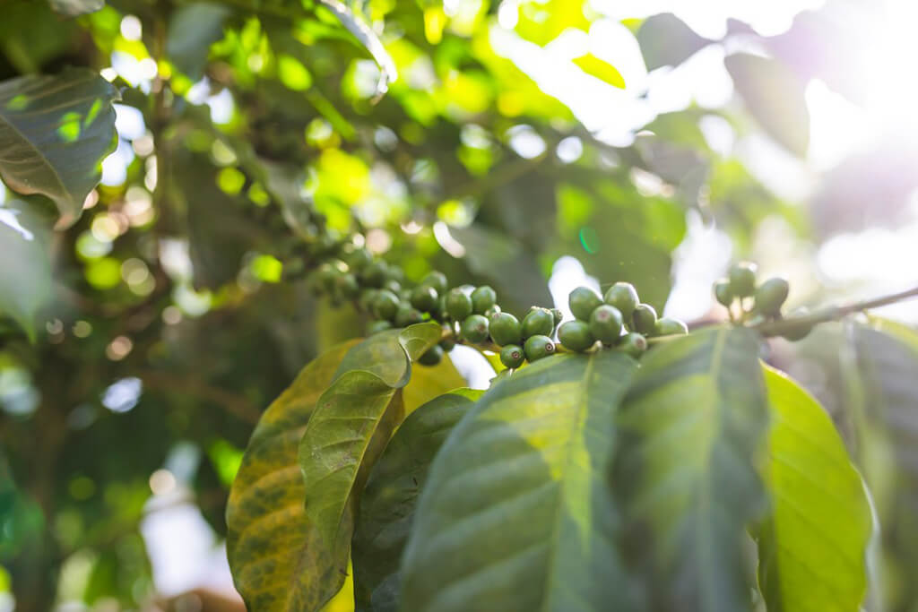 coffee_plant_sun_ethiopia