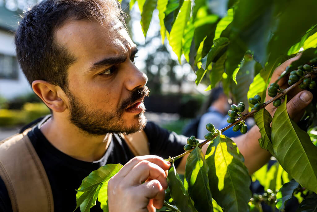 man_observing_coffee_plant