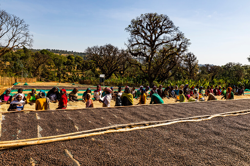 Ethiopian people collecting coffee beans 