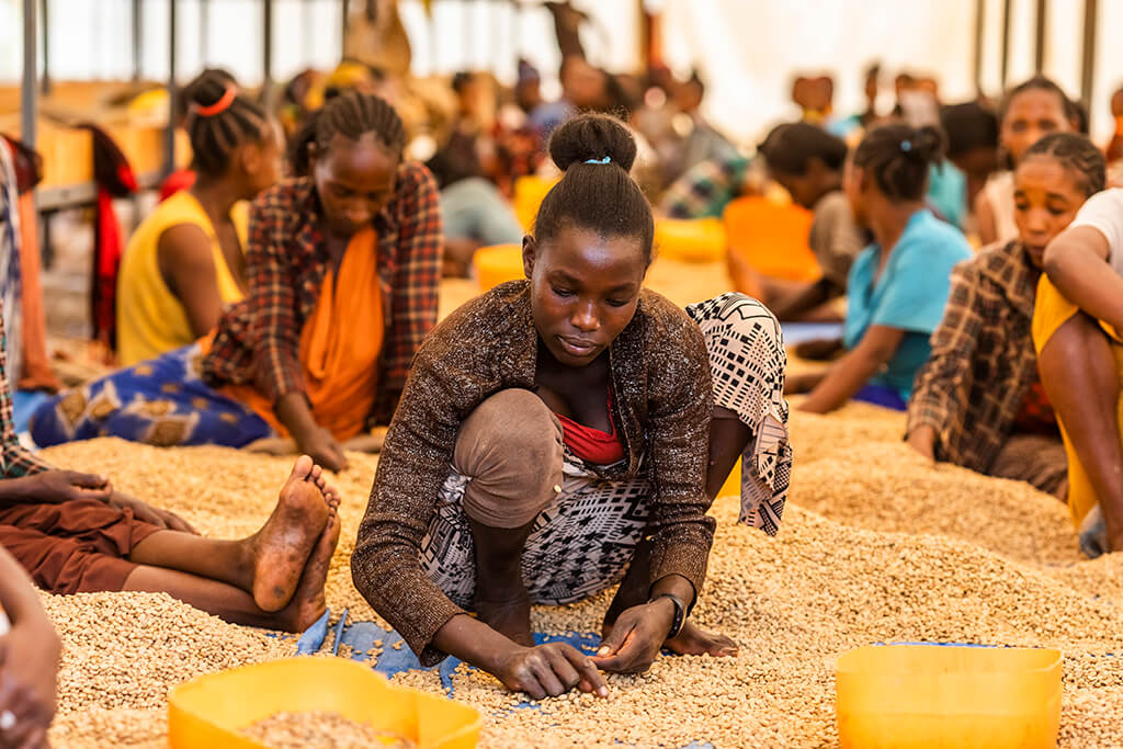 Ethiopian woman collecting coffee beans