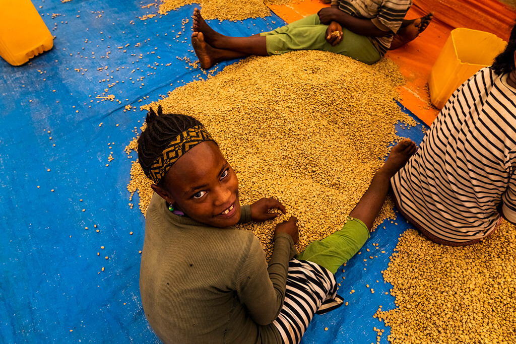 Coffee Island International Women's Day, Ethiopian woman closely selecting coffee beans. 