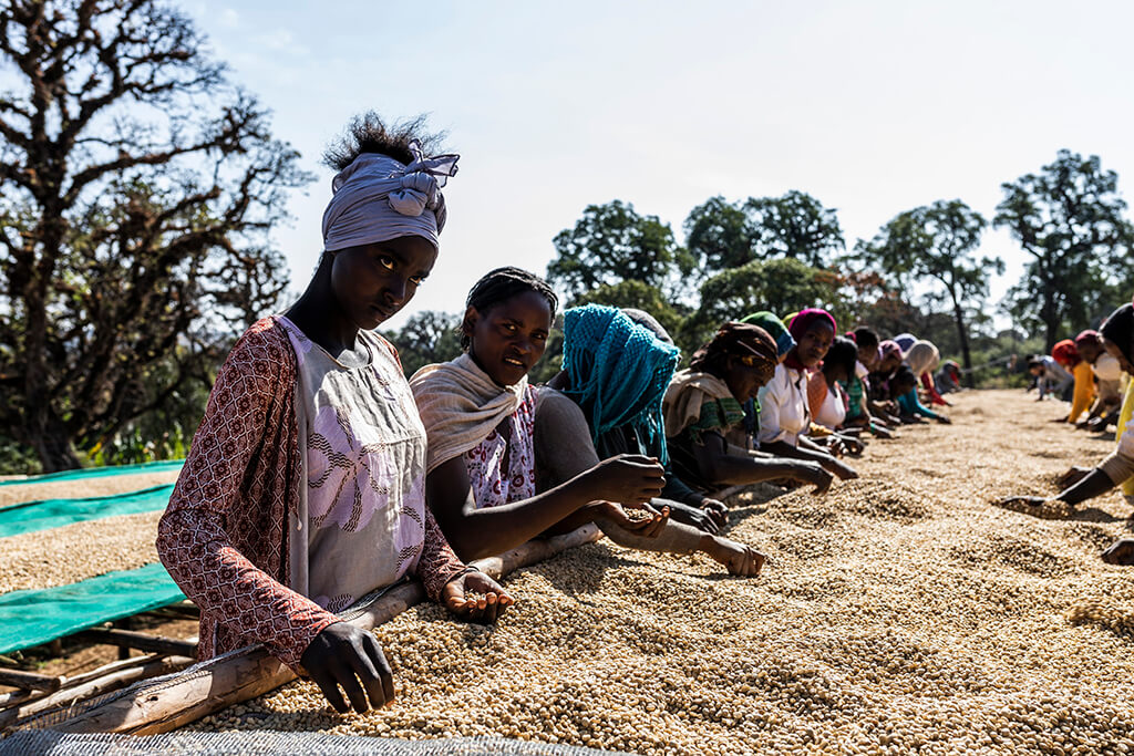Coffee Island International Women's Day, Ethiopian women closely selecting coffee beans. 