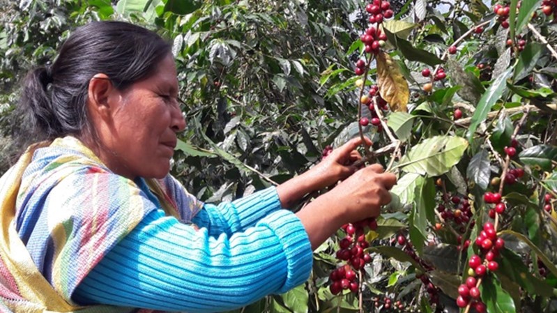 PERU SANTA TERESA – ΜΙΑ ΙΣΤΟΡΙΑ ΒΙΩΣΙΜΗΣ ΑΝΑΠΤΥΞΗΣ ΚΑΙ ΑΔΙΑΠΡΑΓΜΑΤΕΥΤΗΣ ΠΟΙΟΤΗΤΑΣ