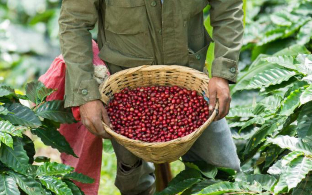 NICARAGUA NUEVA SEGOVIA: Ο ΝΕΟΣ ΜΑΣ MICROFARM ΗΡΘΕ ΑΠΟ ΜΙΑ ΠΟΛΥΒΡΑΒΕΥΜΕΝΗ ΦΑΡΜΑ